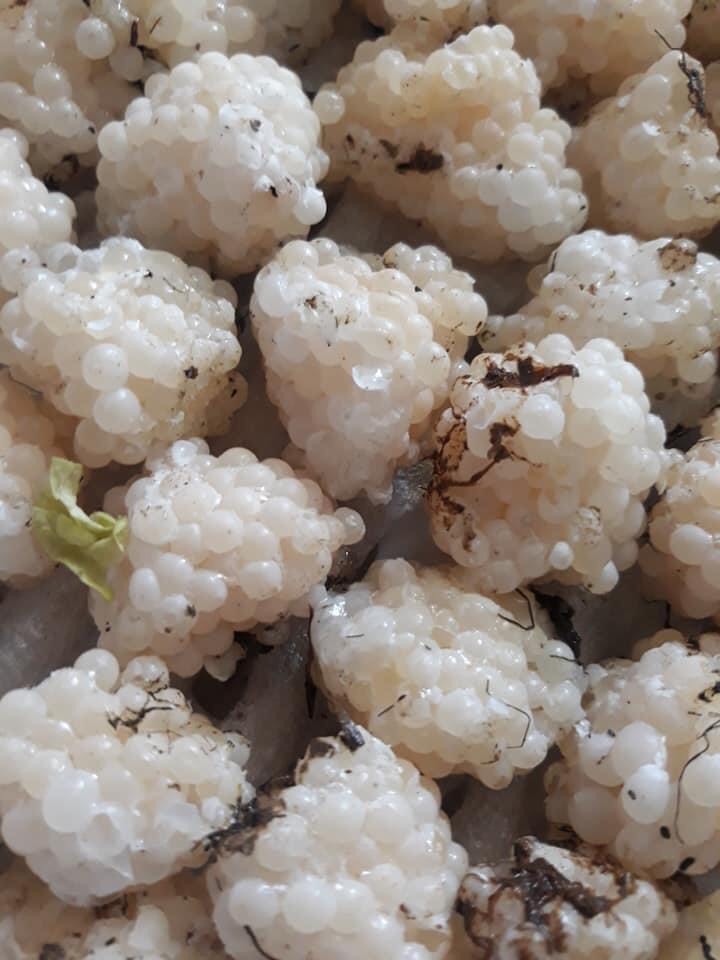 Trứng ốc bươu đen